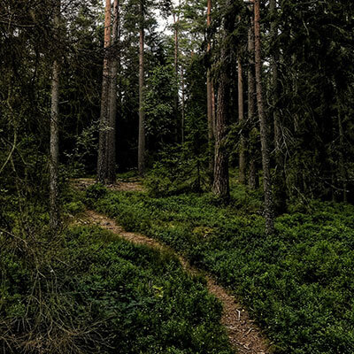 Plankgolv från en egen skog